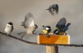 Birds eating seed from bird feeder Royalty Free Stock Photo