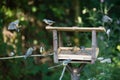 Birds eating seed from bird feeder Royalty Free Stock Photo
