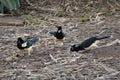 Three Birds eating worms and heaving a snack in the Argentine Brazilian rainforest Royalty Free Stock Photo