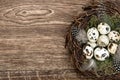 Birds eggs in nest on rustic wooden background