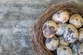 Birds eggs in nest, wooden background Royalty Free Stock Photo