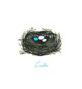 Birds eggs in the spring nest on the white backgriund, Easter composition,