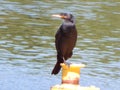 Birds on the Elbe near Geesthacht