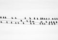 Birds on electic wire, isolated on white