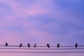 Birds on electric wire against sunrise sky background Royalty Free Stock Photo