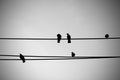 Birds on an electric wire Royalty Free Stock Photo