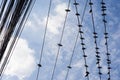 Birds on electric wire Royalty Free Stock Photo