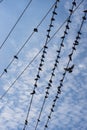 Birds on electric wire Royalty Free Stock Photo