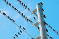 Birds on electrical wire Royalty Free Stock Photo