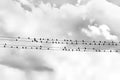 Birds on Electric lines Royalty Free Stock Photo