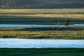Birds and Elk In The Curves of The Yellowstone River Royalty Free Stock Photo