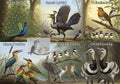 Birds emphasizing various behaviors and characteristics. Upper Royalty Free Stock Photo