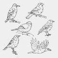 Birds engraved style. Stamp, seal. Simple sketch.