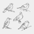 Birds engraved style. Stamp, seal. Simple sketch.