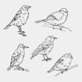 Birds engraved style. Stamp, seal. Simple sketch.