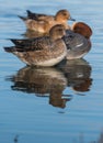 Birds - Eurasian Wigeon, Mareca penelope Royalty Free Stock Photo