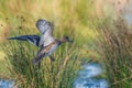 Birds - Eurasian Wigeon, Mareca penelope Royalty Free Stock Photo
