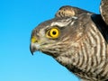 Birds of Europe and World - Sparrow-hawk