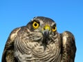 Birds of Europe and World - Sparrow-hawk