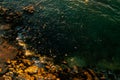 Birds eye aerial view of some seagulls standing on a beach and flying over the sea Royalty Free Stock Photo