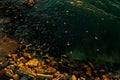 Birds eye aerial view of some seagulls standing on a beach and flying over the sea Royalty Free Stock Photo