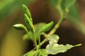 Birds eye chilli or Kanthari Mulaku