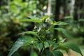 Birds eye chilli plant in the garden