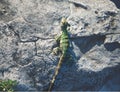 Birds eye view detail of a baby iguana on a stone, Mexico Royalty Free Stock Photo