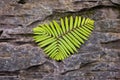 birds-eye view of fern leaf fossil on rough rock