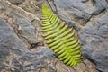 birds-eye view of fern leaf fossil on rough rock