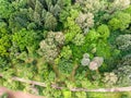 Birds Eye View Of Green Forest Trees. Summer Landscape Background