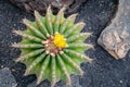 green round spiral cactus birds eye view