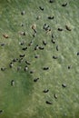 Birds eye view on waterfowls Royalty Free Stock Photo