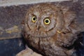 Birds, eyes owl scops Otus Scops Royalty Free Stock Photo