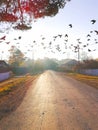 Birds in the fall on the road. Royalty Free Stock Photo