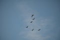 Birds family fly over sky Royalty Free Stock Photo