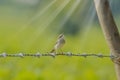 birds on farm barbed wire Royalty Free Stock Photo