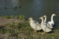 Birds on farm. Details of geese life Royalty Free Stock Photo