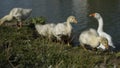 Birds on farm. Details of geese life Royalty Free Stock Photo