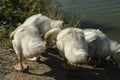 Birds on farm. Details of geese life Royalty Free Stock Photo