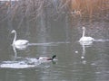 Spring on SwanÃ¢â¬â¢s lake. A pair of whooper swans, a pair of ruddy shelducks, and two mallard drakes. Royalty Free Stock Photo