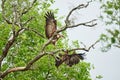 Birds of a feather. Full length shot of two Hooded Vultures landing in a tree. Royalty Free Stock Photo