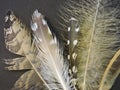 Birds feathers