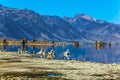 Birds feed on the lake Royalty Free Stock Photo