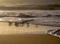 Birds feed on the dawn tide, Cavaleiros Beach, Brazil