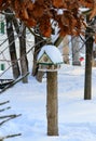 Birds feeder. Royalty Free Stock Photo