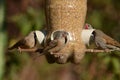 Birds Feeding