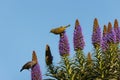 Birds feeding on flower nectar