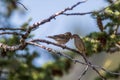 Birds feeding