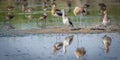 Birds feeding in water